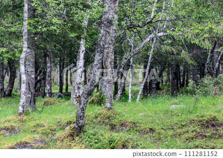 Vibrant mossy clearing with twisting birches showcases high latitude biodiversity in Norway 111281152