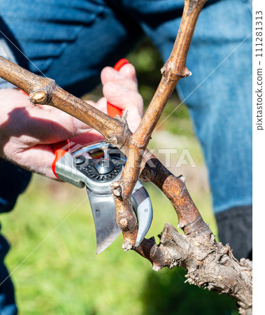 Farmer pruning the vine in winter. Agriculture. Farmer pruning the vine in winter. Agriculture. 111281313