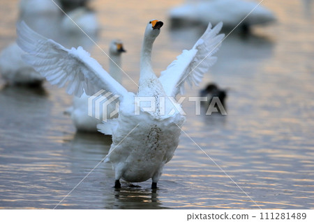 Flapping swan image Flapping swan image 111281489