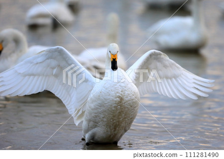 Flapping swan image Flapping swan image 111281490