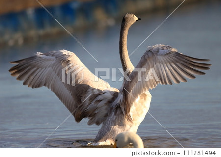 Flapping swan image Flapping swan image 111281494