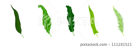 Green Fern or Long Leaf with Stem as Foliage Vector Set Green Fern or Long Leaf with Stem as Foliage Vector Set 111281521
