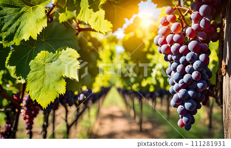 Sunny vineyard with clusters of ripe grapes in focus Sunny vineyard with clusters of ripe grapes in focus 111281931