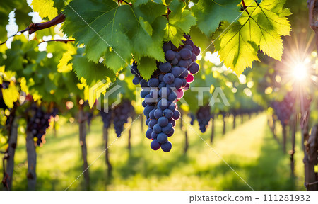 Sunny vineyard with clusters of ripe grapes in focus 111281932