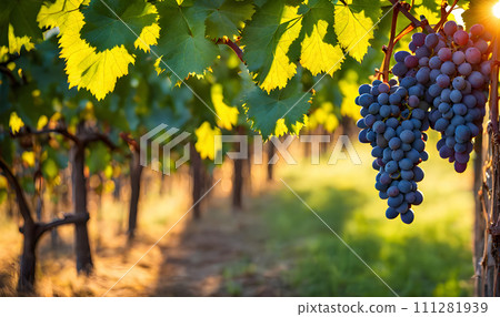 Sunny vineyard with clusters of ripe grapes in focus 111281939