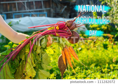 National Agriculture Day With a Fresh Harvest of Vibrant Beetroots in Sunlit Fields 111282072