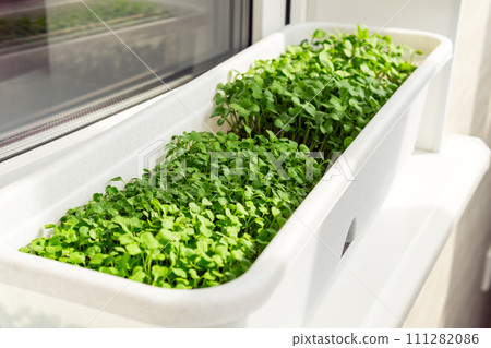 Botanical, bursting With Lush Alfalfa Sprouts, pure cultivation aesthetics Botanical, bursting With Lush Alfalfa Sprouts, pure cultivation aesthetics 111282086