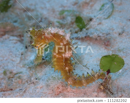 Ishigaki Island Undersea/Ibaratatsu Ishigaki Island Undersea/Ibaratatsu 111282202
