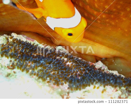 銀蓮花蛋 111282371