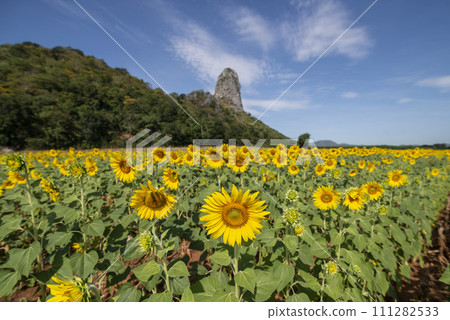 THAILAND LOPBURI SUNFLOWER FIELD THAILAND LOPBURI SUNFLOWER FIELD 111282533