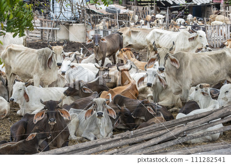 THAILAND LOPBURI AGRICULTURE CATTLE FARM 111282541