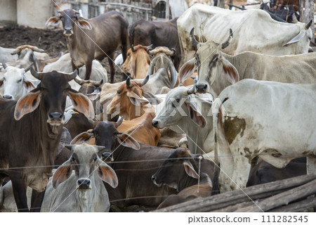 THAILAND LOPBURI AGRICULTURE CATTLE FARM THAILAND LOPBURI AGRICULTURE CATTLE FARM 111282545