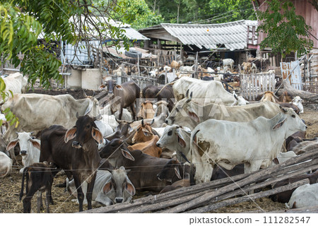 THAILAND LOPBURI AGRICULTURE CATTLE FARM 111282547