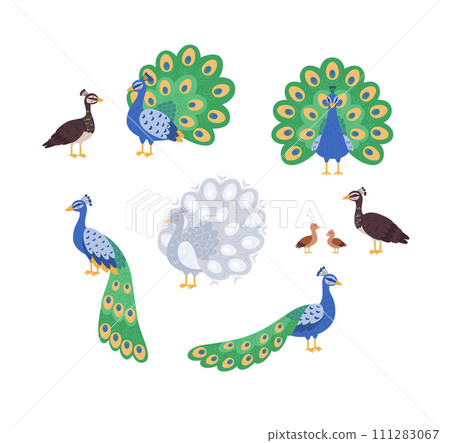 Colorful peacocks, set of cartoon illustration, vector on white 111283067