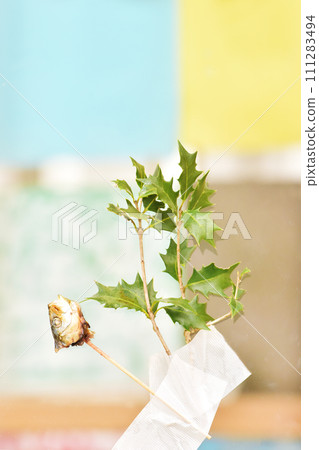 冬青和沙丁魚，節分魅力，冬青沙丁魚，日本風情，節分裝飾，沙丁魚頭和冬青，惡魔魅力圖像素材 111283494