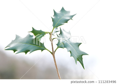 冬青冬青節分節形像素材吉祥樹 111283496