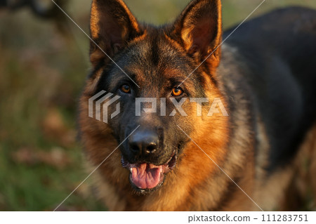 Close up portrait of happy friendly adult black and tan German Shepherd dog with open mouth and tongue looking at camera and posing outdoors in a forest, park. Pet on nature Close up portrait of happy friendly adult black and tan German Shepherd dog with open mouth and tongue looking at camera and posing outdoors in a forest, park. Pet on nature 111283751