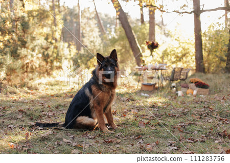 Full length portrait of friendly adult black and tan German Shepherd dog looking at camera and posing outdoors in a autumn forest, park. Pet on nature Full length portrait of friendly adult black and tan German Shepherd dog looking at camera and posing outdoors in a autumn forest, park. Pet on nature 111283756
