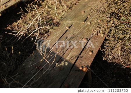 Organic farming, Agriculture, Edible snails on wooden boards. Production of snails. Snail farm. Snails are mollusks with a brown striped shell, at the stage of maturation. Organic farming, Agriculture, Edible snails on wooden boards. Production of snails. Snail farm. Snails are mollusks with a brown striped shell, at the stage of maturation. 111283760