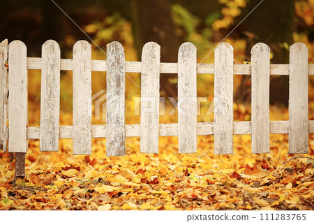 White wooden fence in autumn park. Background with yellow leaves. Time to school. 111283765