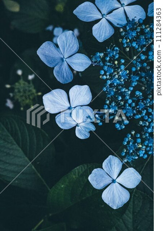 繡球花/藍色花 111284363