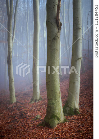 autumn foggy forest 111284453