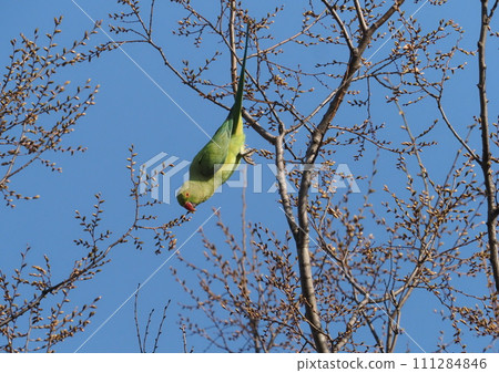 玫瑰環鸚鵡 111284846