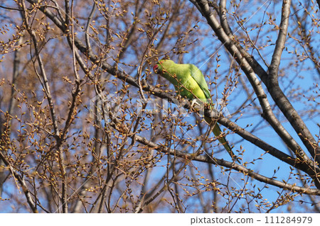 玫瑰環鸚鵡 111284979