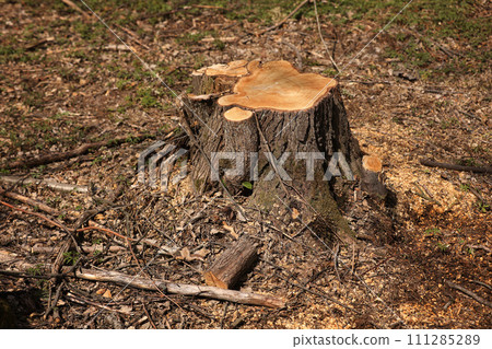 stump from a cut tree. Pine tree forestry exploitation in a sunny day. overexploitation leads to deforestation endangering environment and sustainability. deforestation, selective focus stump from a cut tree. Pine tree forestry exploitation in a sunny day. overexploitation leads to deforestation endangering environment and sustainability. deforestation, selective focus 111285289