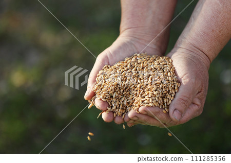 Wheat grains fall from old hand in the wheat field at the golden hour time. Concept of the peace. Close Up Nature Photo Idea Of A Rich Harvest. Wheat grains fall from old hand in the wheat field at the golden hour time. Concept of the peace. Close Up Nature Photo Idea Of A Rich Harvest. 111285356