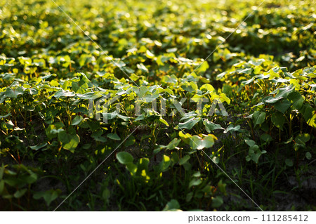 Grape vine growing farmland at sunset close up. Green grapevine plantation farmland garden evening time. Closeup young leaves on bush vineyard. 111285412