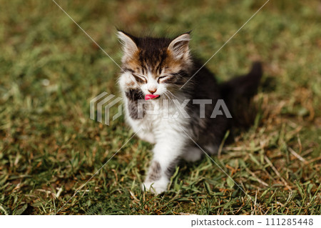 Little ripple Kitten washes his face on the grass in the garden. spring sunny day Little ripple Kitten washes his face on the grass in the garden. spring sunny day 111285448