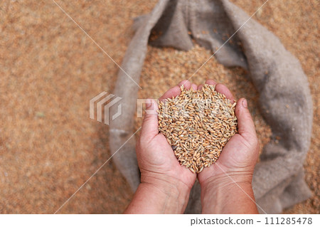 Wheat grains in a hand after good harvest of successful farmer. Hands of farmer puring and sifting wheat grains in a jute sack. agriculture concept. Business man checks the quality of wheat. Wheat grains in a hand after good harvest of successful farmer. Hands of farmer puring and sifting wheat grains in a jute sack. agriculture concept. Business man checks the quality of wheat. 111285478
