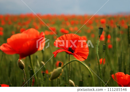 Spectacular vivid bloom close up of Poppies in Poppy field. Hello spring, Spring landscape, rural background, Copy space. Flower poppy flowering on background poppies flowers. Nature. Spectacular vivid bloom close up of Poppies in Poppy field. Hello spring, Spring landscape, rural background, Copy space. Flower poppy flowering on background poppies flowers. Nature. 111285546