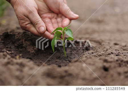 Agriculture. Senior farmer's hands with water are watering green sprout of peper. Young green seedling in soil. Water drops, new life of young sprout. Spring gardening. Sprouted seed in fertile soil 111285549