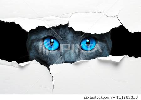 close-up of a cat's blue eyes peeking out of a crack close-up of a cat's blue eyes peeking out of a crack 111285818