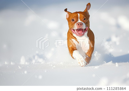 a dog with a large open mouth runs happily jumping in the snow a dog with a large open mouth runs happily jumping in the snow 111285864