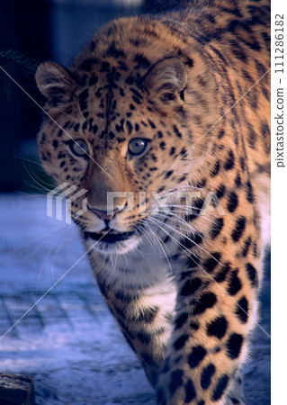 Amur leopard in the snow. Large wild spotted cat is the snow in the winter. 111286182