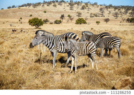 Wildlife preserve in Gauteng 111286250