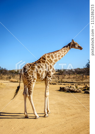 Wildlife preserve in Gauteng 111286253