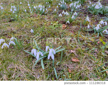 Snowdrops in the garden. Early spring flowers. The first flowers. 111286318