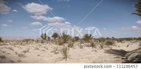 Date palms in the oasis. Palm trees in the desert Date palms in the oasis. Palm trees in the desert 111286457