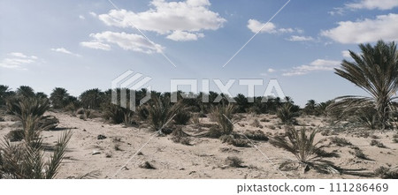 Date palms in the oasis. Palm trees in the desert Date palms in the oasis. Palm trees in the desert 111286469