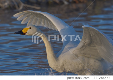 Tundra swan 111286562