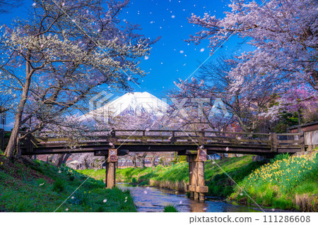 [櫻花暴風雪]富士山忍野村的櫻花和櫻花暴風雪[山梨縣] 111286608