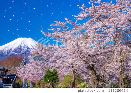 [櫻花暴風雪]富士山忍野村的櫻花和櫻花暴風雪[山梨縣] 111286614