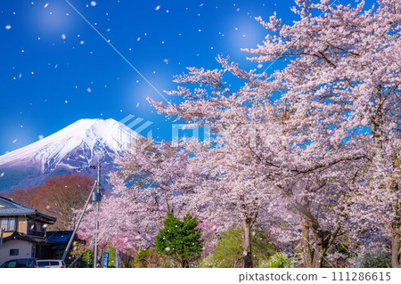 [櫻花暴風雪]富士山忍野村的櫻花和櫻花暴風雪[山梨縣] 111286615