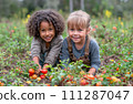 AI-generated content. Garden Glee - Children Enjoying Tomato Harvest. Children in farm concept 111287047