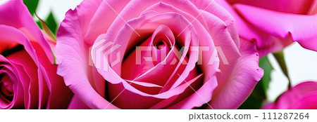 Beautiful banner with pink roses background of Mother, Valentine Day, Birthday, Anniversary, Wedding. Copy space. For advertisement, greeting card mockup, presentation, header, poster, website, print. Beautiful banner with pink roses background of Mother, Valentine Day, Birthday, Anniversary, Wedding. Copy space. For advertisement, greeting card mockup, presentation, header, poster, website, print. 111287264