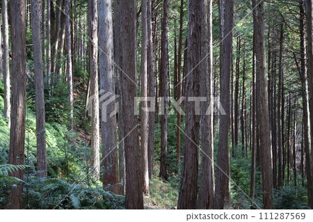 forest landscape of trees in the mountains forest landscape of trees in the mountains 111287569